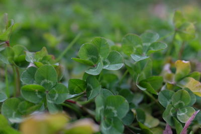 Close-up of fresh green plants