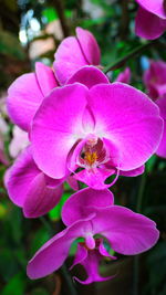 Close-up of pink flowers