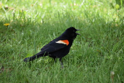 Bird perching on a field