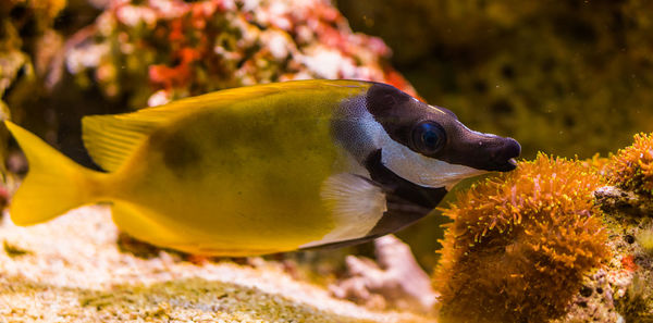 Close-up of fish swimming in sea