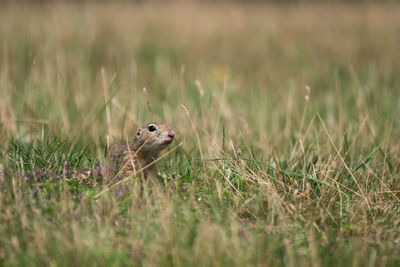 Close-up of european ground squirrel on field