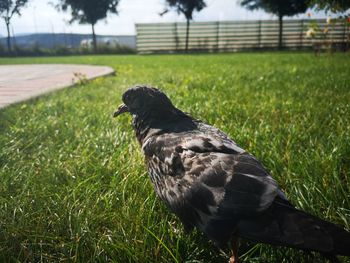 Close-up of a duck on field