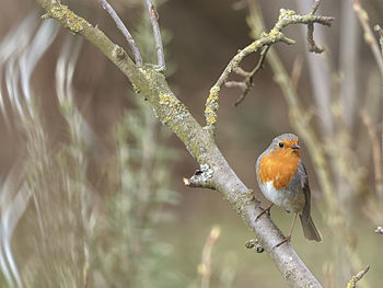 Close-up of bird perching on branch