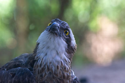 Close-up of a bird