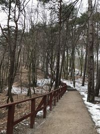 Footpath amidst bare trees during winter