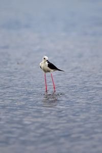 Seagull on beach