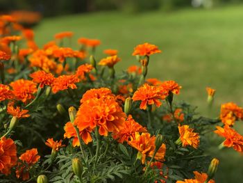 Close-up of marigold flowers blooming outdoors