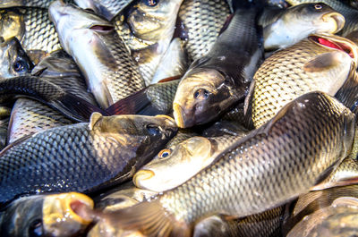 High angle view of fish for sale in market