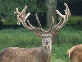 Deer on a field