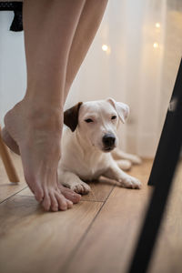 Low section of man with dog at home