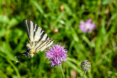 Close-up of butterfly pollinating on purple flower