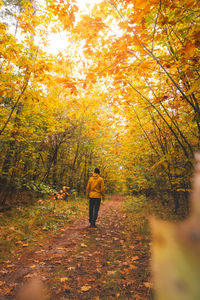 Rear view of man walking in forest