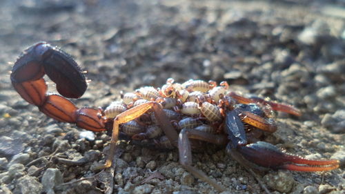 Close-up of scorpion and babies on field