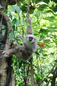 Low angle view of monkey hanging from branch at zoo