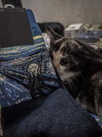 Close-up of cat resting at home
