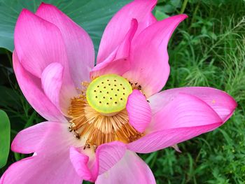 Close-up of pink day lily blooming outdoors