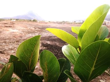 Close-up of fresh green leaves on land against sky