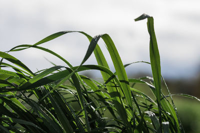 Close-up of raindrops on plant