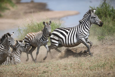 Zebra standing on field