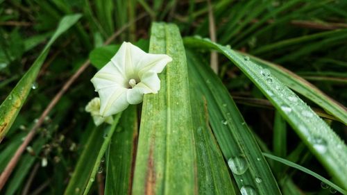 Close-up of white flowering plant