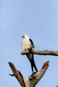 White and grey male swallow-tailed kite elanoides forficatus perches on a dead tree in naples