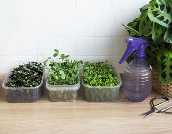 Assortment of micro greens on wooden table. healthy lifestyle