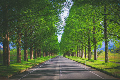 Road amidst trees in forest