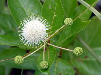 Close-up of flowers