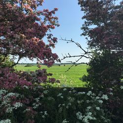 Flowers blooming on tree