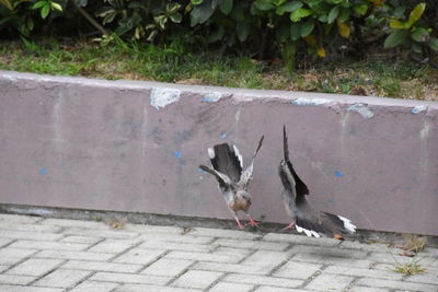 High angle view of bird on ground