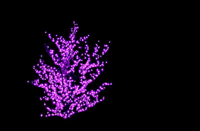 Close-up of illuminated christmas tree against black background