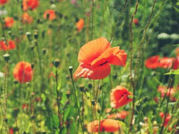 Close-up of orange poppy flowers on field