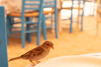 Sparrow landed on table, looking for food