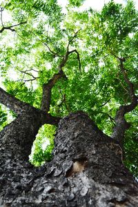 Low angle view of tree