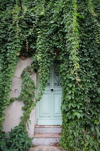 Plants growing outside house