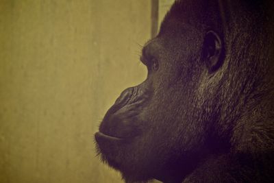 Close-up of gorilla looking away