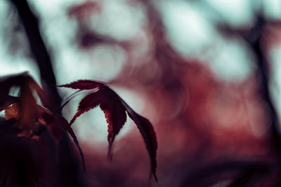 Close-up of red flowering plant