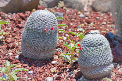 High angle view of succulent plant on rock