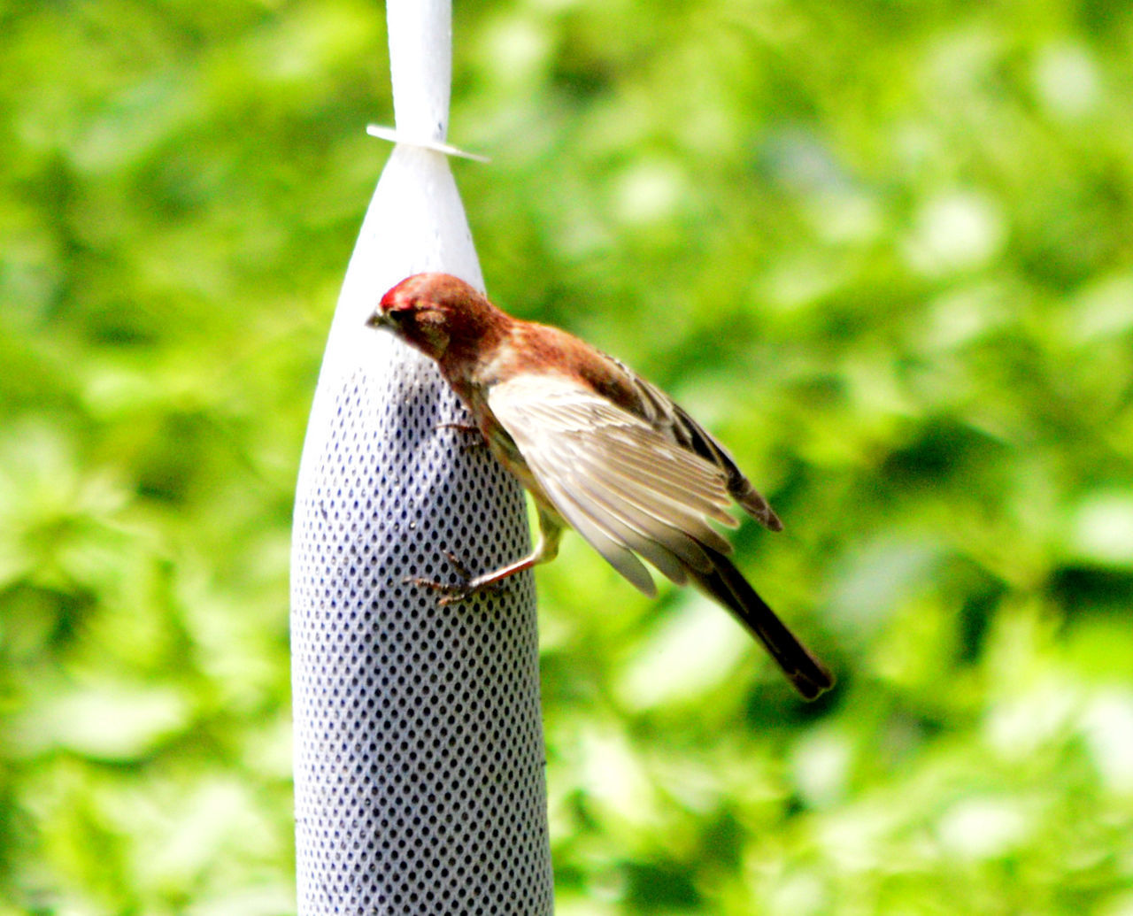 SIDE VIEW OF BIRD PERCHING ON A FEEDER