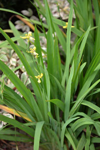 Close-up of fresh green plants
