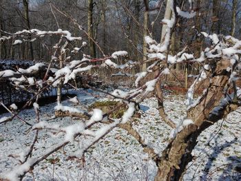 Close-up of snow on bare trees in forest