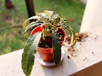 High angle view of leaves on table