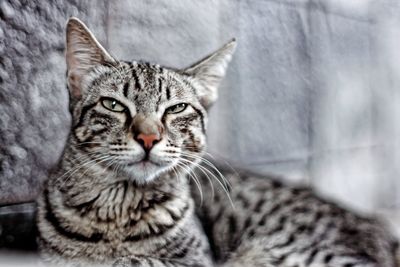 Close-up portrait of cat