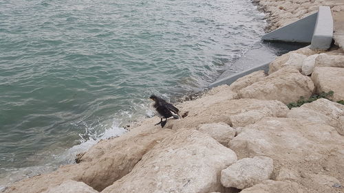 High angle view of horse on beach