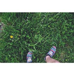 Low section of person standing on grassy field