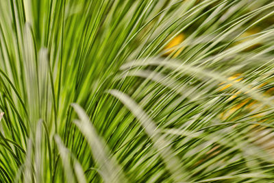 Long green grass leaves