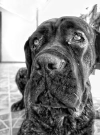 Close-up portrait of dog