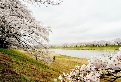 Cherry blossoms on field against sky