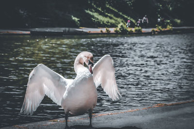 Swans swimming in lake