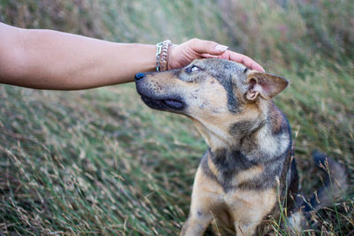 Close-up of hand holding dog